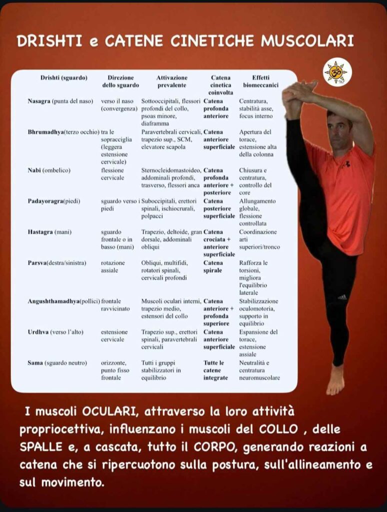 Tabella catene cinetiche miofasciali nello yoga: Drishti e attivazioni muscolari