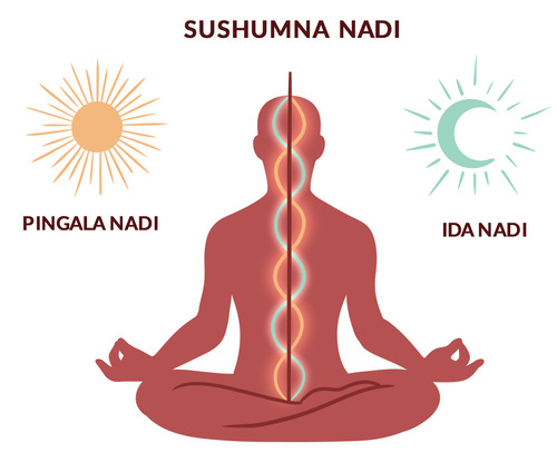 Ida Pingala e Sushumma – Nadi energetiche nello Yoga lungo la colonna vertebrale