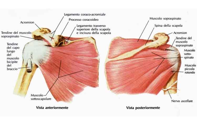 Illustrazione anatomica della cuffia dei rotatori: muscoli della spalla visti anteriormente e posteriormente.